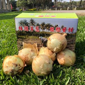 【農會‧林園】洋蔥7公斤/箱<代推廣>