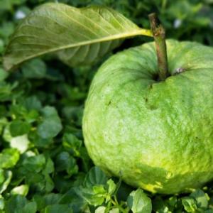 【型農‧綠創】頂級水蜜芭樂 5台斤/箱