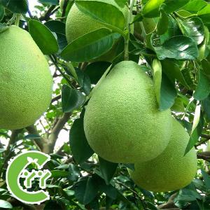 【麻豆‧柚柚班農場】產銷履歷文旦 10台斤/箱(預購) 