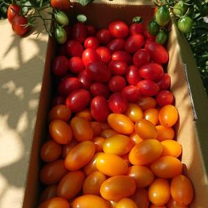 【型農‧桃旺農園】產銷履歷雙色番茄 5台斤/箱