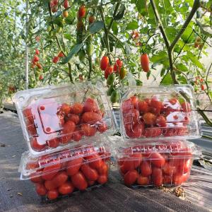 【型農‧桃旺農園】產銷履歷玉女番茄 10盒/箱(預購)