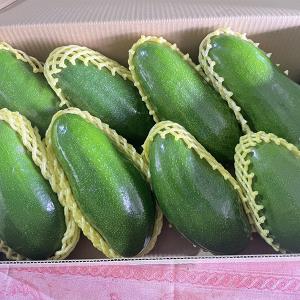 【型農‧卡多農場】酪梨 10斤/箱