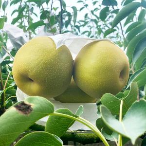 【卓蘭‧增浩果園】新興梨 8粒裝/盒