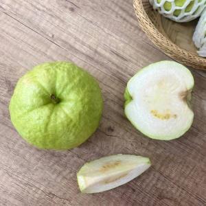 【型農‧孫家果園】帝王芭樂 10台斤/箱 (預購)