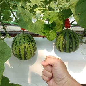 【太保‧陳心橙意草莓園】有機小玉美濃瓜 5台斤/盒(限量預購)
