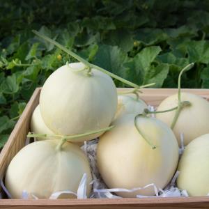 【型農‧祥鶴合作社】口福天使洋香瓜 5斤/箱(預購)